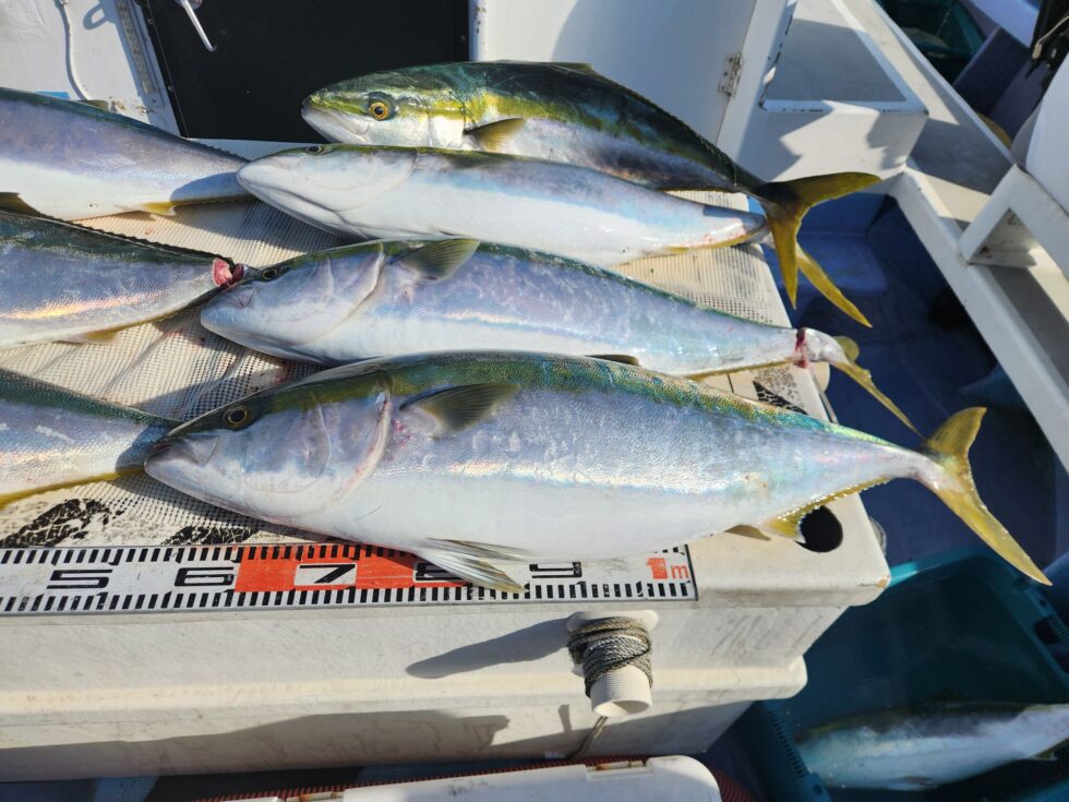 10kg級となると見た目から違いますね