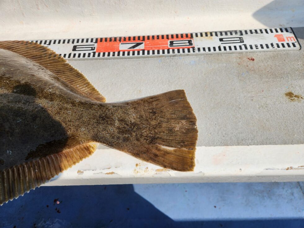 あがれば80㎝級ばかり!