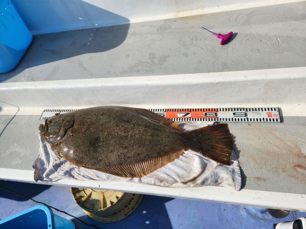 本日最大85㎝6.8kg大型ヒラメ!