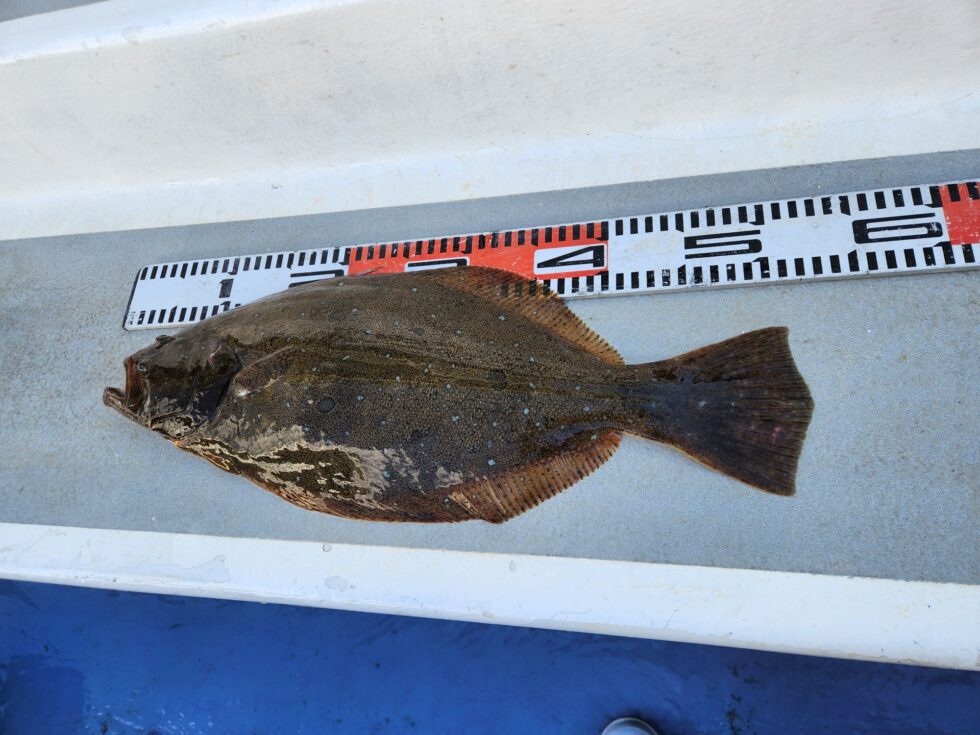 時合に青物当たりましたが仕掛け切れでした、あたればデカイのでタックル仕掛けの確認をお願いします