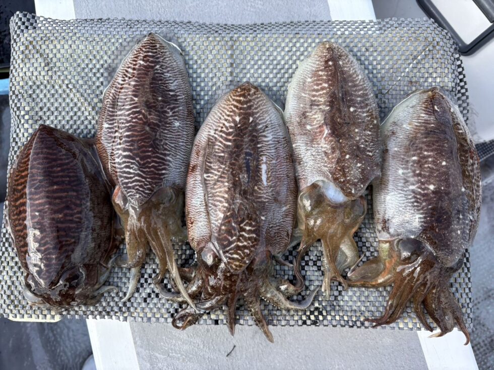 肉厚コウイカのりのり！