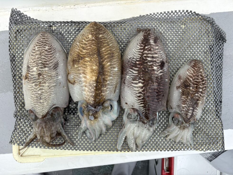 脅威の船中51杯！