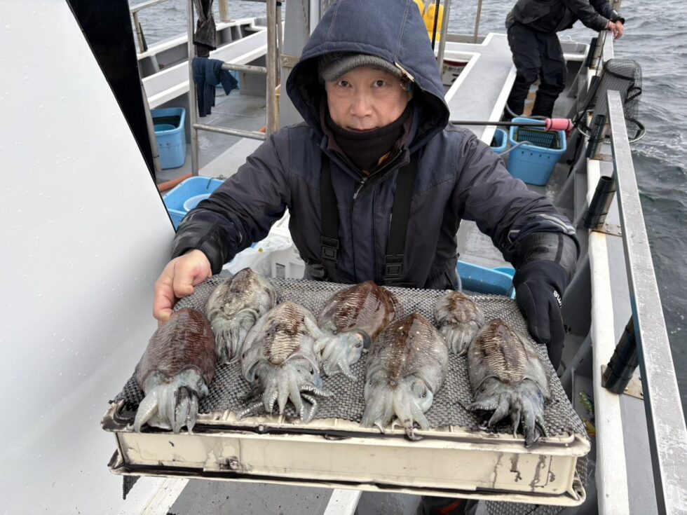 今日も肉厚コウイカぼこぼこー！