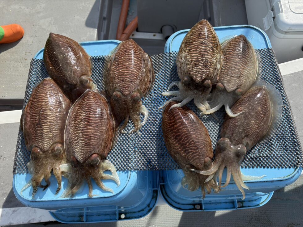 釣れてる時に是非！