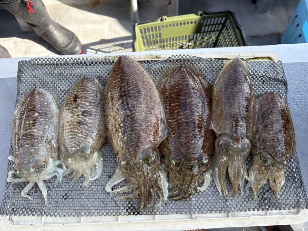 圧巻の釣果を記録！