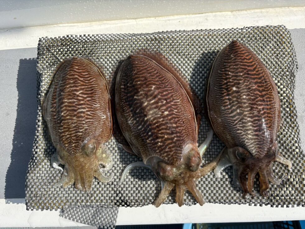 明日も楽しみです!