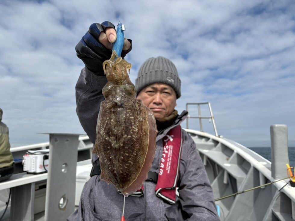 価値あるコウイカ！
