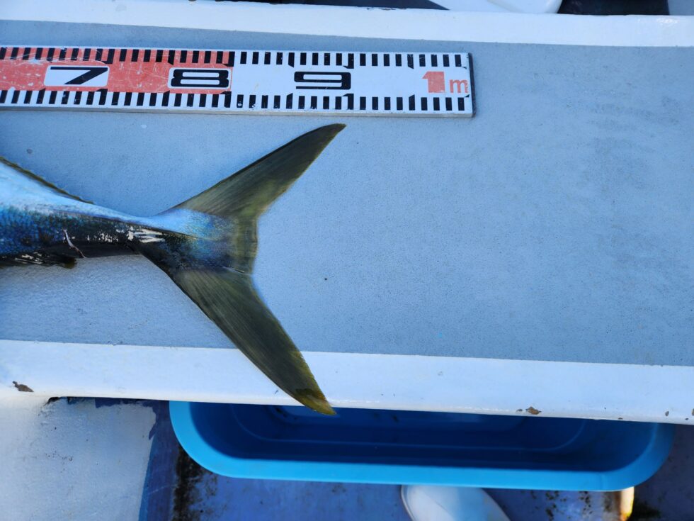 明日(月)泳がせ出船確定です！朝の飛び入りOKですよ。