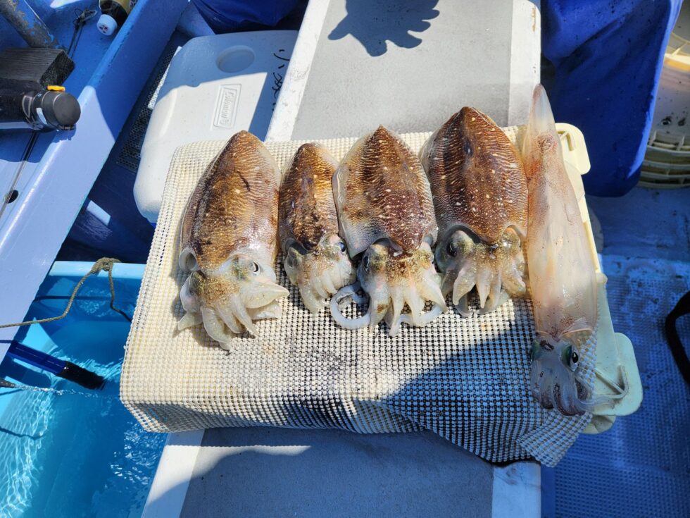 木曜日は自主休船します。金曜日は出船確定ですよ。空き多数、人数増えるようなら２隻分乗します