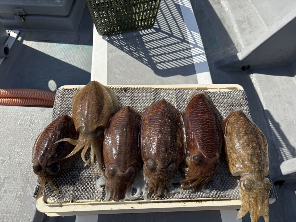 明日(月)かなり空き多数、チャンス！