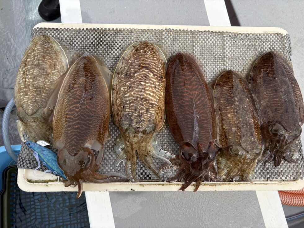 コウイカチャンス!