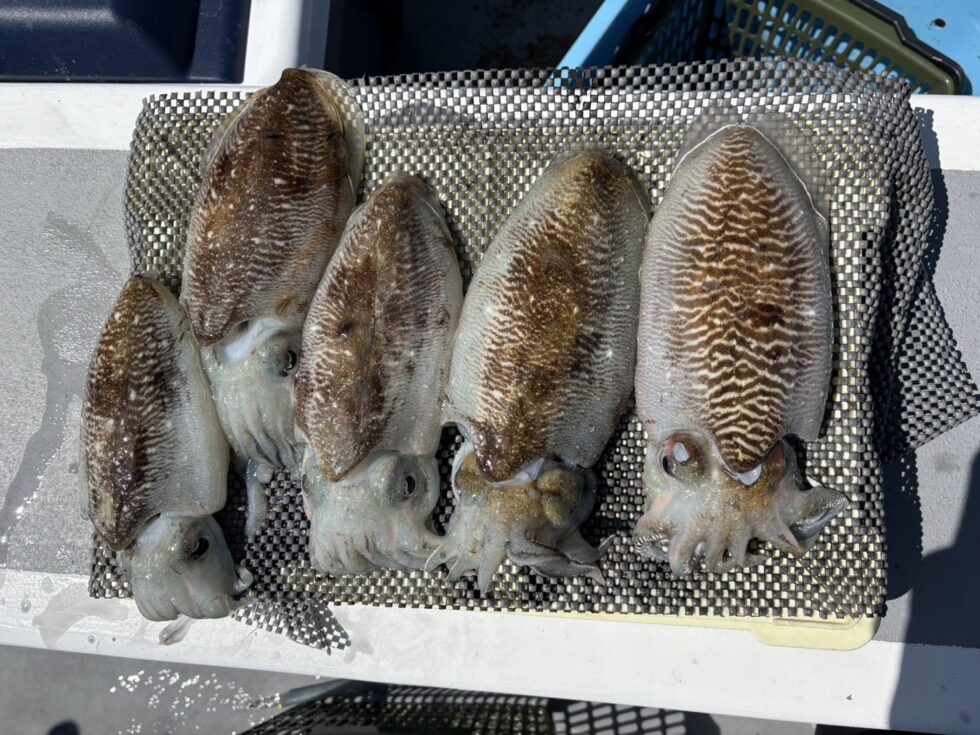 バラシ克服できたら10杯超えそうな勢いでした!