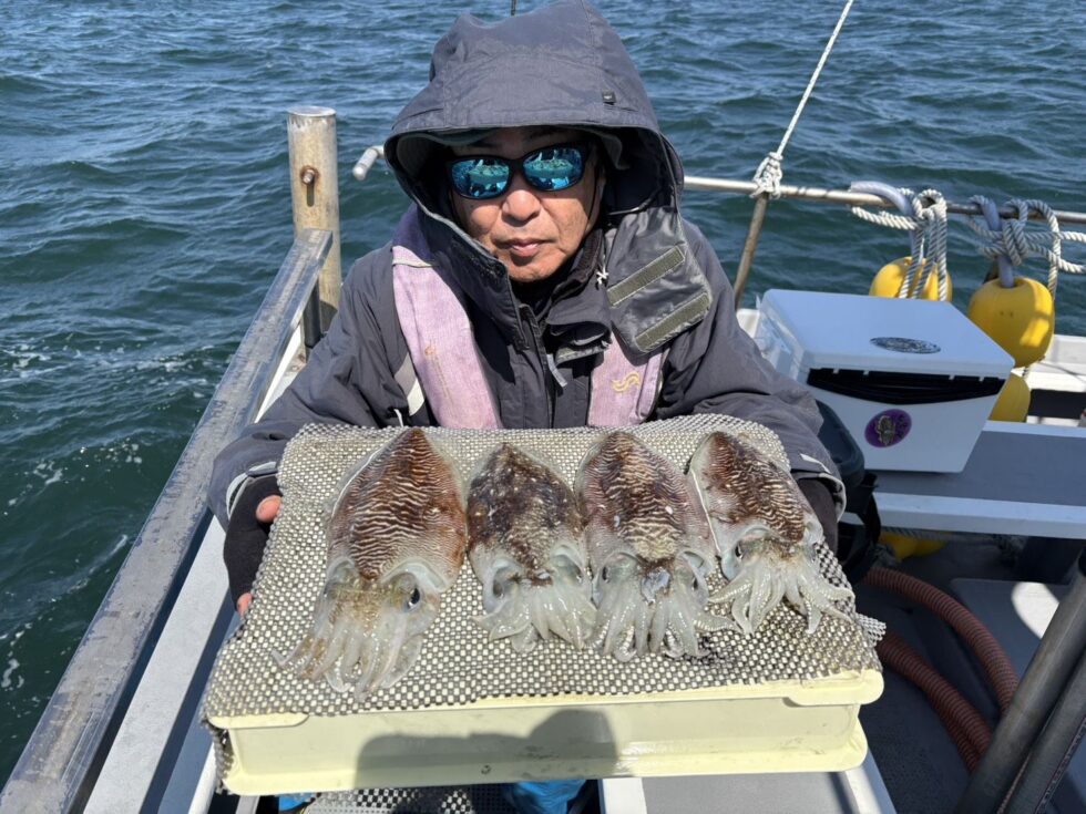 肉厚コウイカ大チャンス!