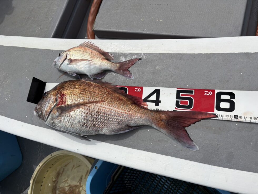 乗っ込み真鯛がチャンス！