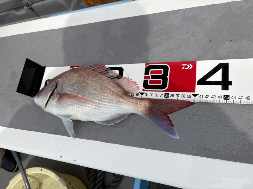 一つテンヤ真鯛釣り、ウタセ五目釣り、イサキ釣り予約受付中！