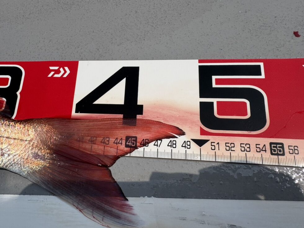 最大49㎝、大鯛はバラシまくり!明日こそは!