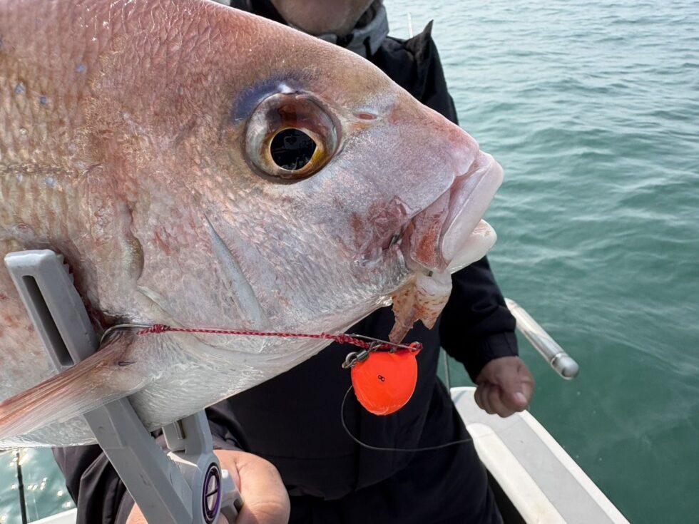 明日(月)大山沖イサキ(空き多数)、一つテンヤ真鯛(空き多数)、宜しくお願いします