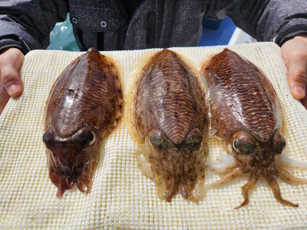 コウイカ巨大化!