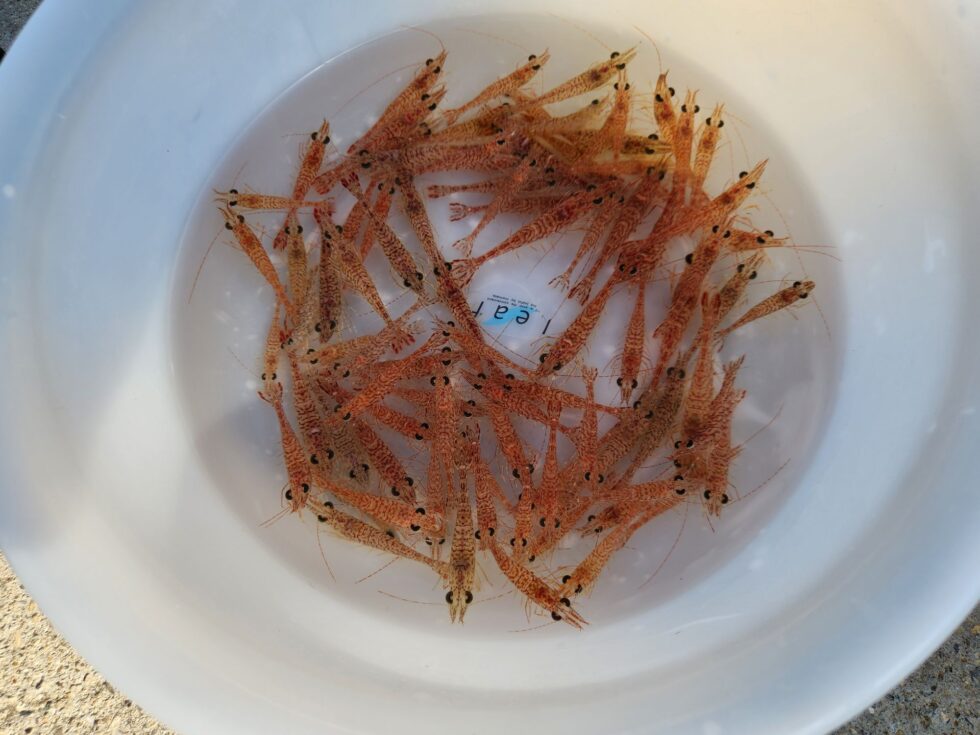 3/23(月)一つテンヤ真鯛釣り出船します!予約受付中!