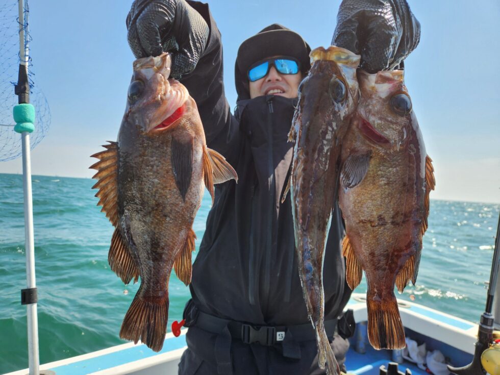 ウタセ五目、大型メバル続々ー！