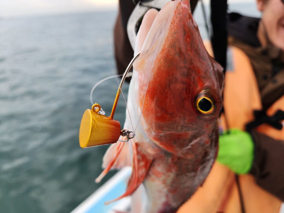 一つテンヤ真鯛船、大山沖イサキ船、ウタセ五目船、予約受付中!