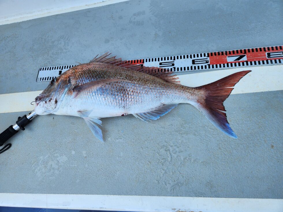 超ライトタックルでのやりとりはスリリングで最高ですよ。