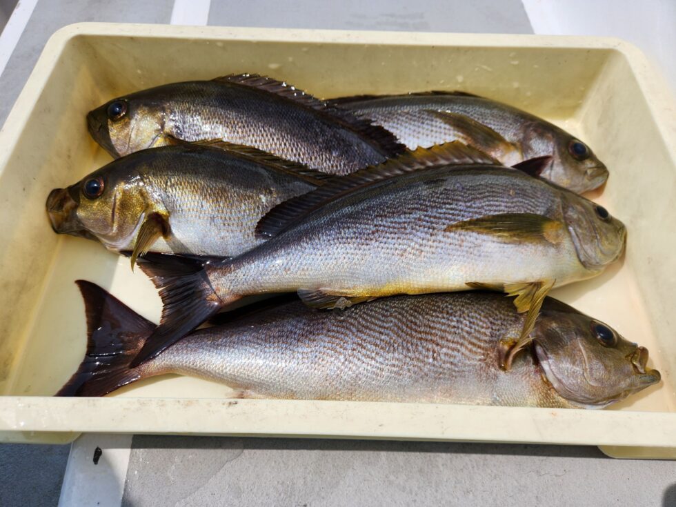 明日(日)大山沖イサキ釣り空きあり