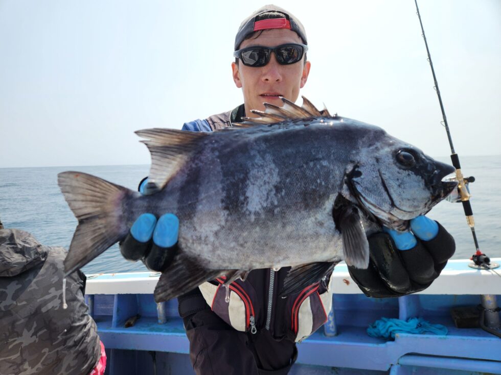 連日のイシダイ！