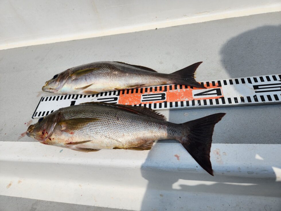 40㎝級イサキは引きが凄い!