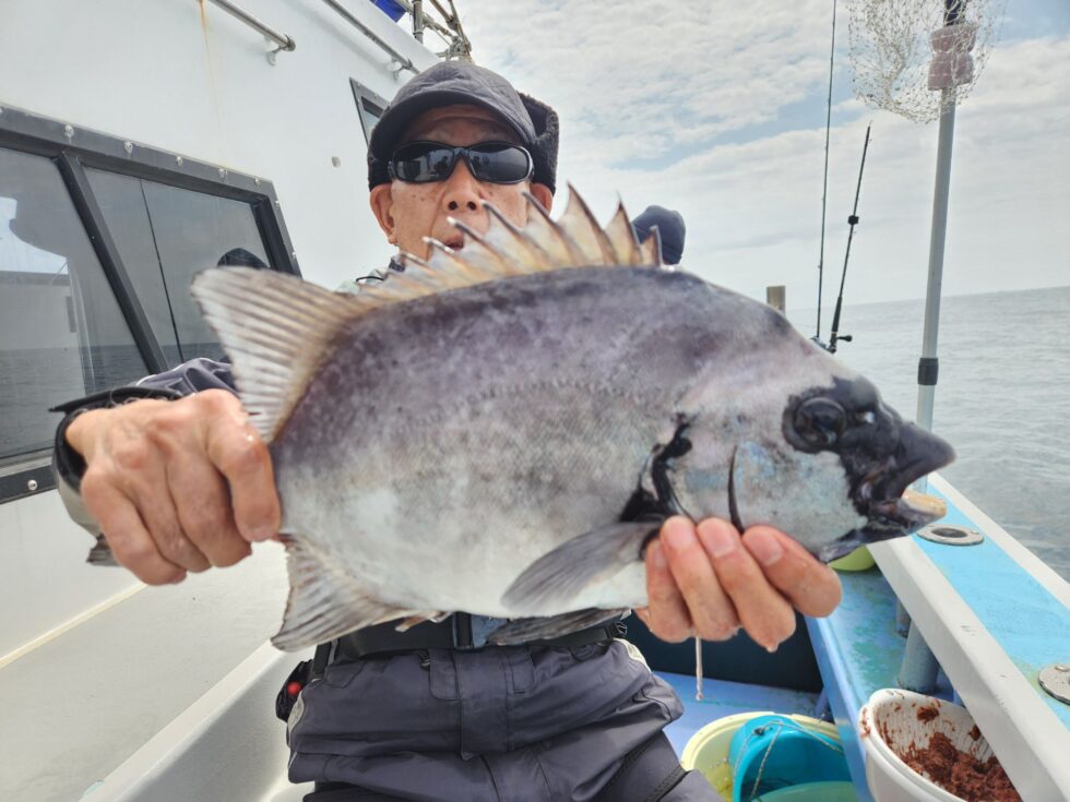 今日もイシダイ登場！