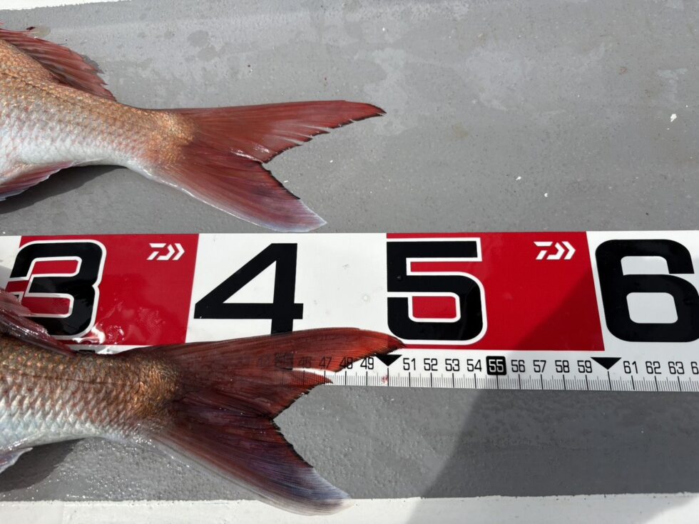 伊勢湾一つテンヤ真鯛釣りが面白い!