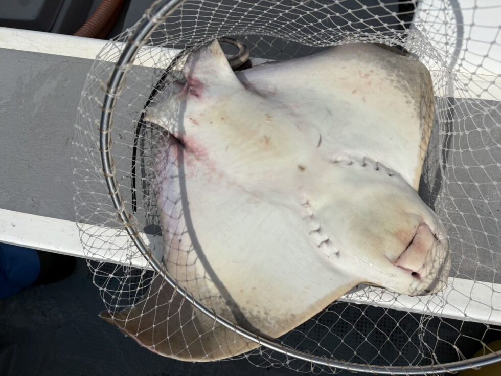 大山沖イサキ釣り、一つテンヤ真鯛釣り、ウタセ五目釣り、予約受付中です！