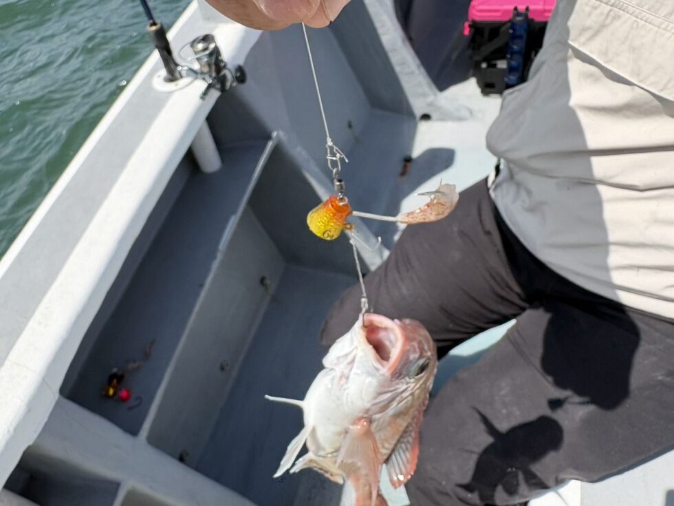 一つテンヤ真鯛船、苦戦でした。