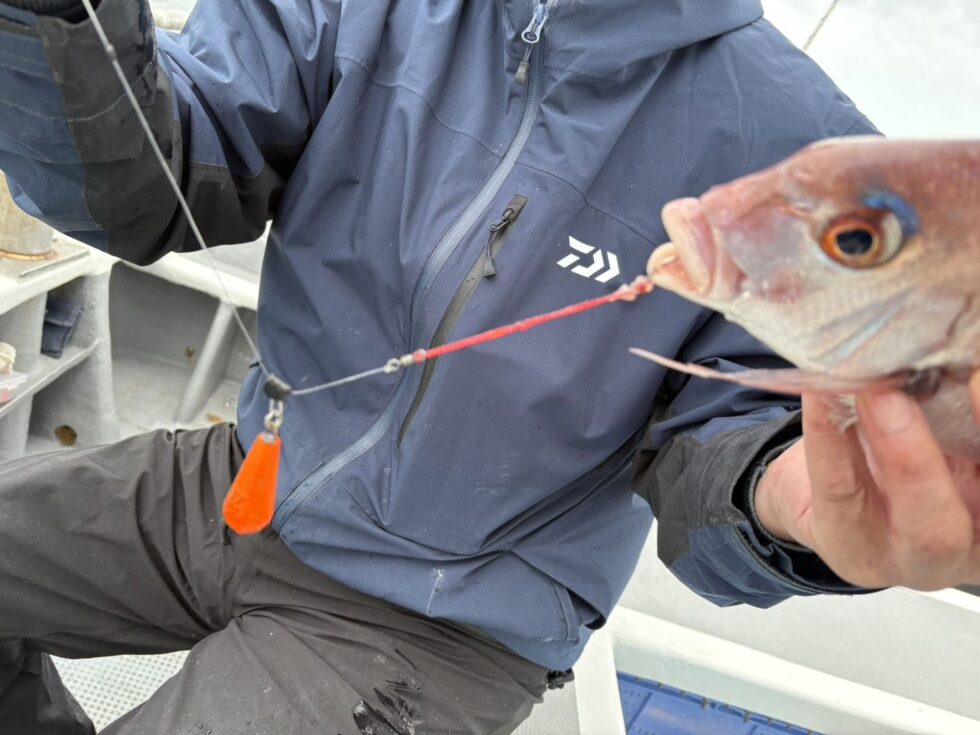 イサキ船、一つテンヤ真鯛船、予約受付中です！