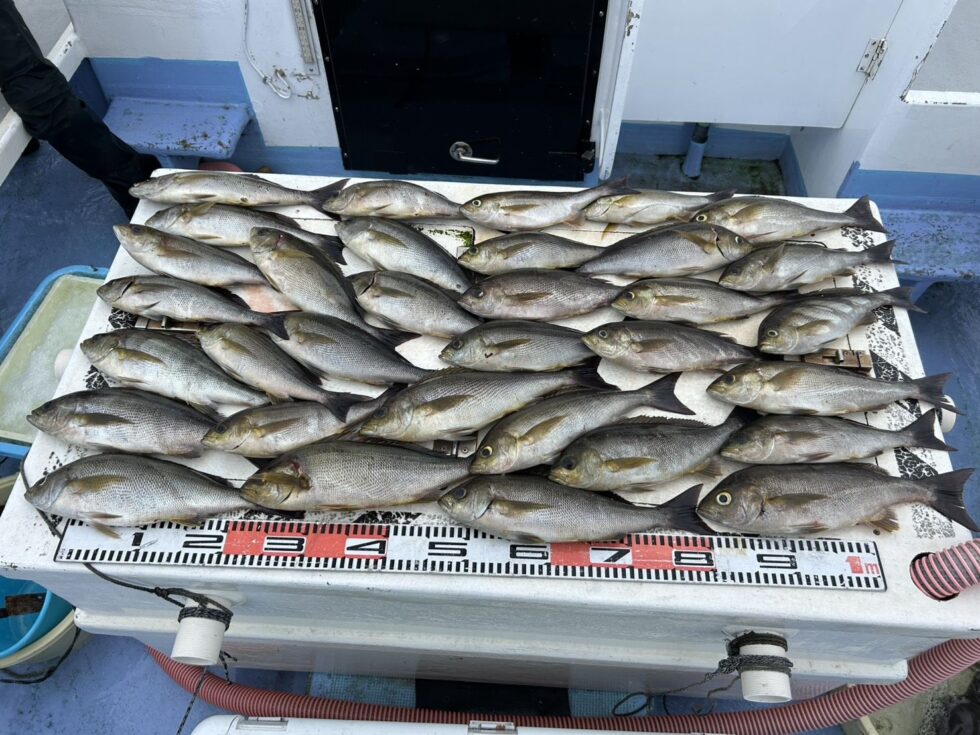 大型イサキ大チャンス！