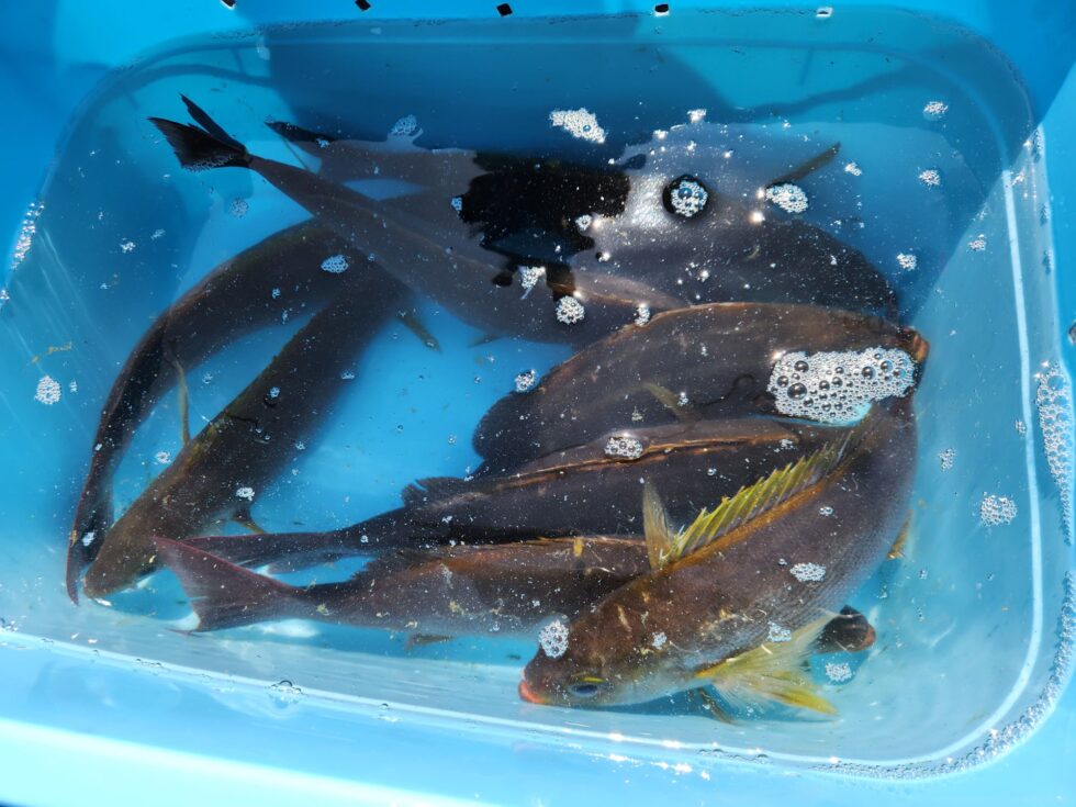 大型イサキ大チャンス！