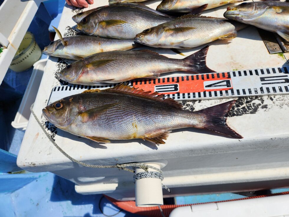 大型イサキチャンス！