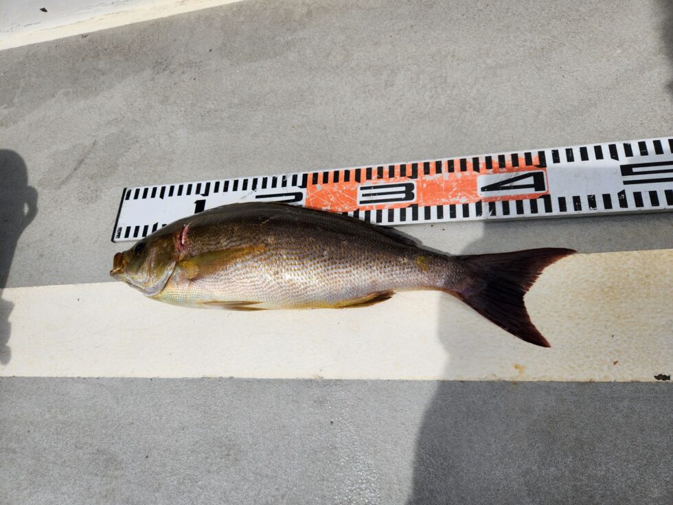 40㎝級チャンス!