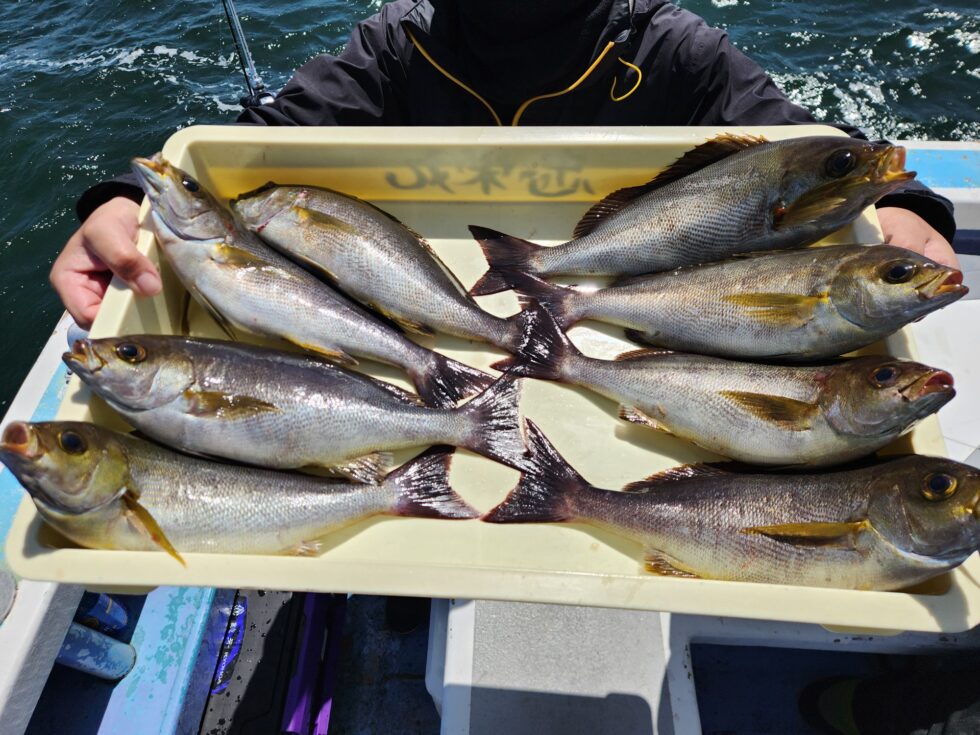 イサキ釣り予約受付中!