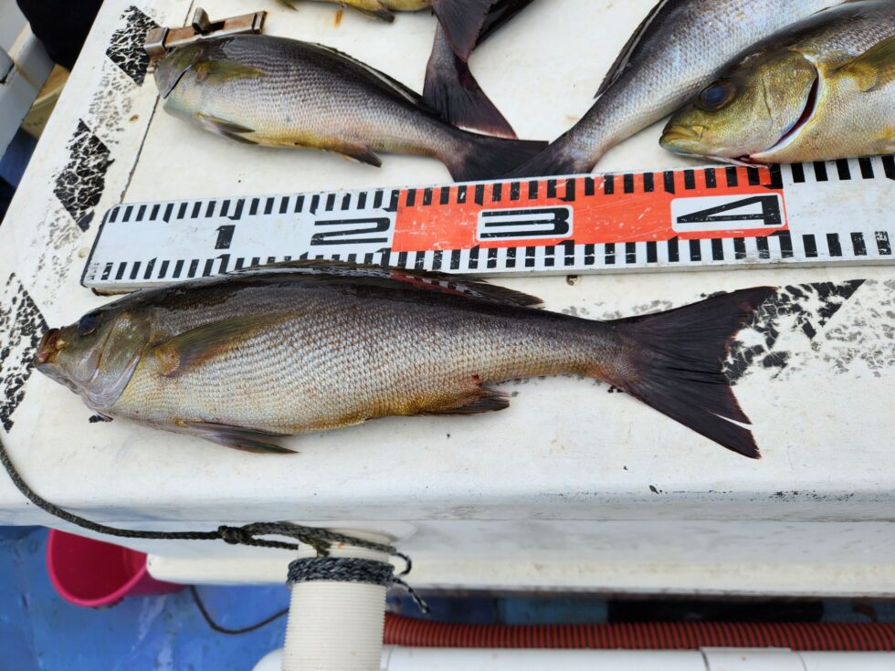 明日(火)イサキ船、一つテンヤ真鯛船、出船確定してます！お待ちしてます、どちらも朝の飛び入りOKですよ。