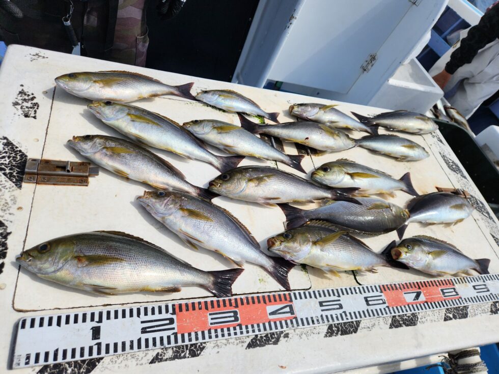 イサキチャンス!