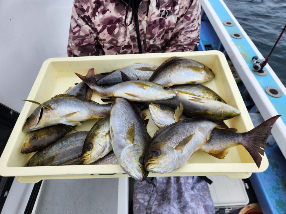 大漁でした!明日(木)イサキ船、一つテンヤ真鯛船出船確定しました