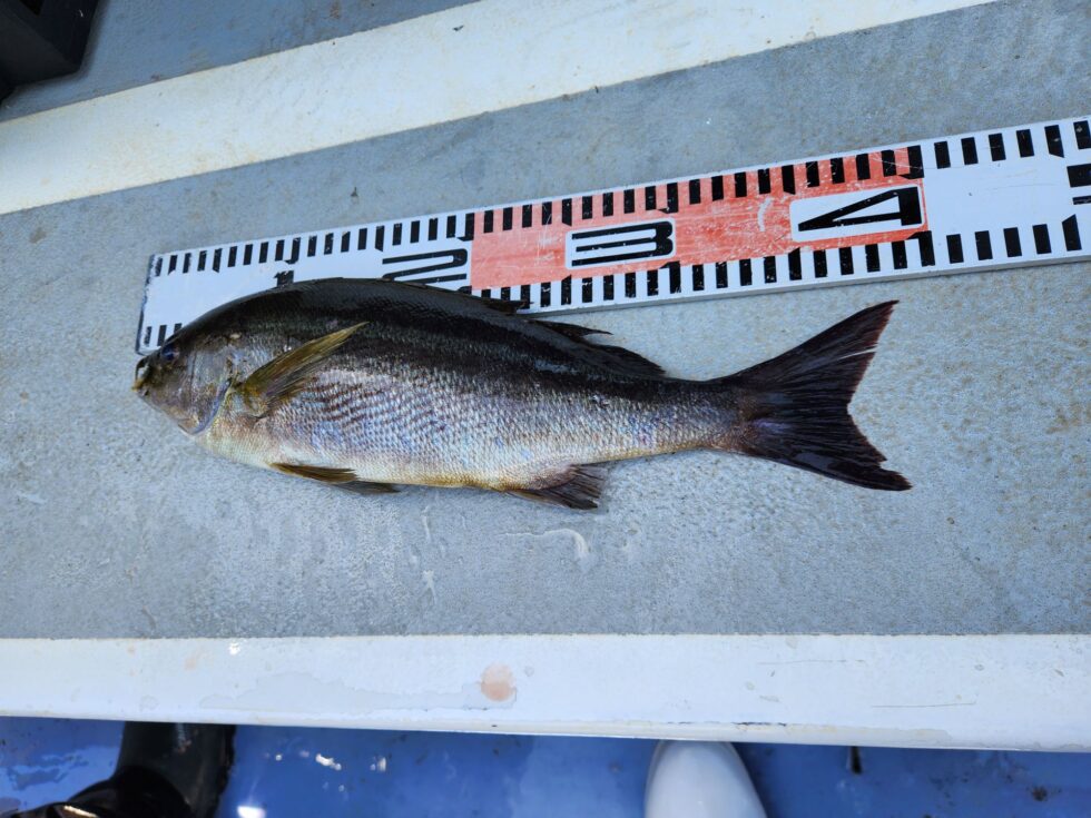 明日(金)もイサキ出船確定です！