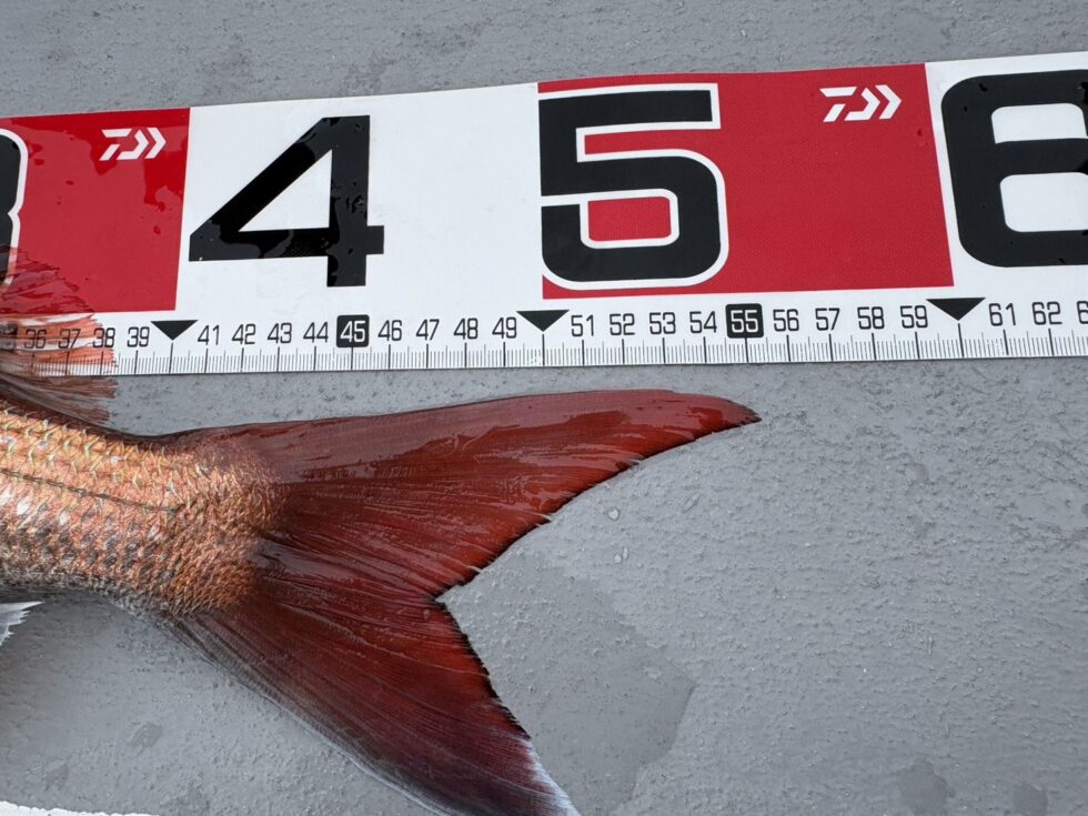伊勢湾一つテンヤ真鯛が大チャンス！