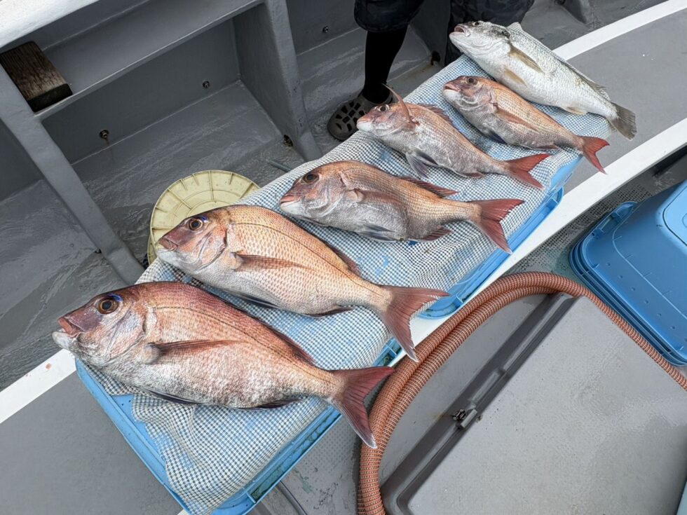 伊勢湾一つテンヤ真鯛が面白い！