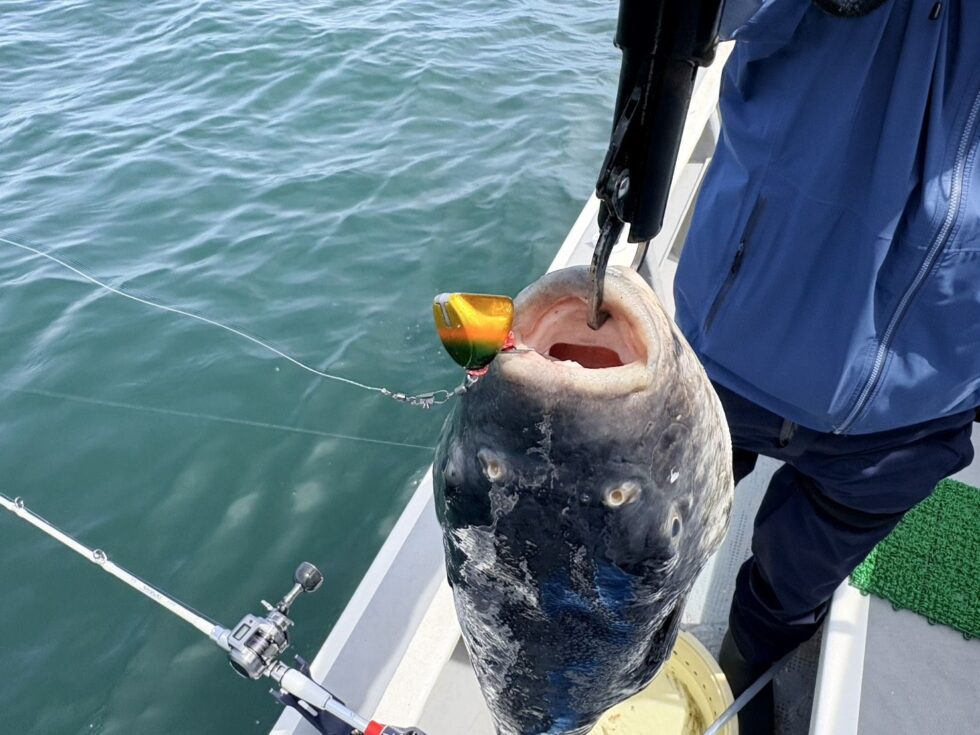 大山沖イサキ釣り、一つテンヤ真鯛釣り、予約お待ちしてます！