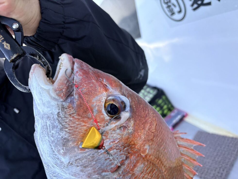 明日(火)も空き多数ありますので是非どうぞ！活きウタセエビ入荷中です