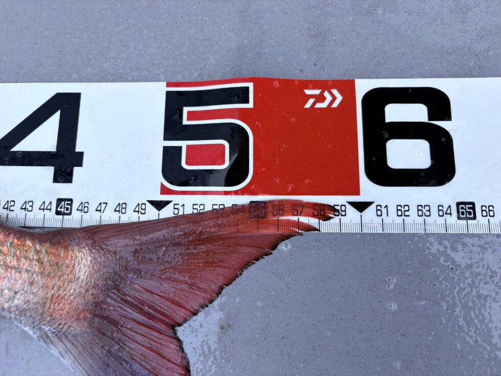 59㎝！