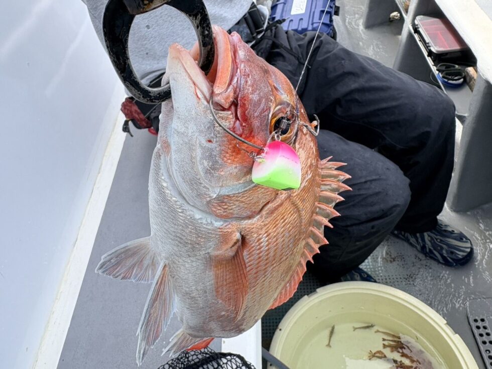 伊勢湾一つテンヤ真鯛が熱いっ！