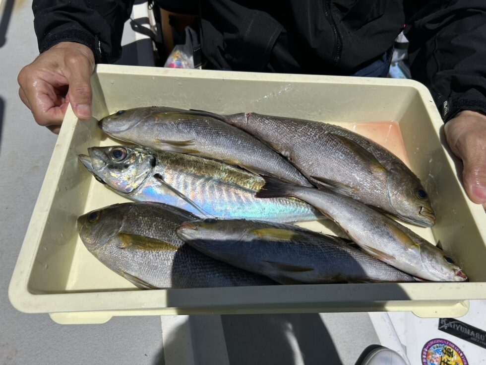 明日(土)、明後日(日)大山沖イサキ、一つテンヤ真鯛、出船確定です！